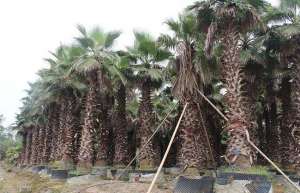 哪些地区可以种植棕榈树？北方可以种哪些品种？
