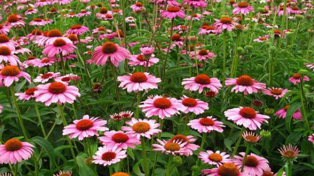 松果菊怎样播种 松果菊怎样播种