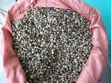 金银花春季如何用种子繁殖