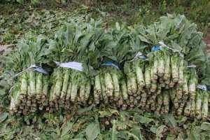 莴苣种植技术：莴苣冬季如何储存好？
