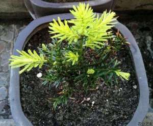 红豆杉种植的根腐病防治