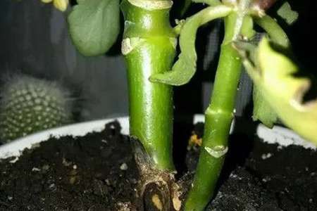 长寿花 长寿花