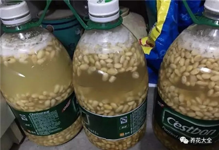 黄豆 黄豆