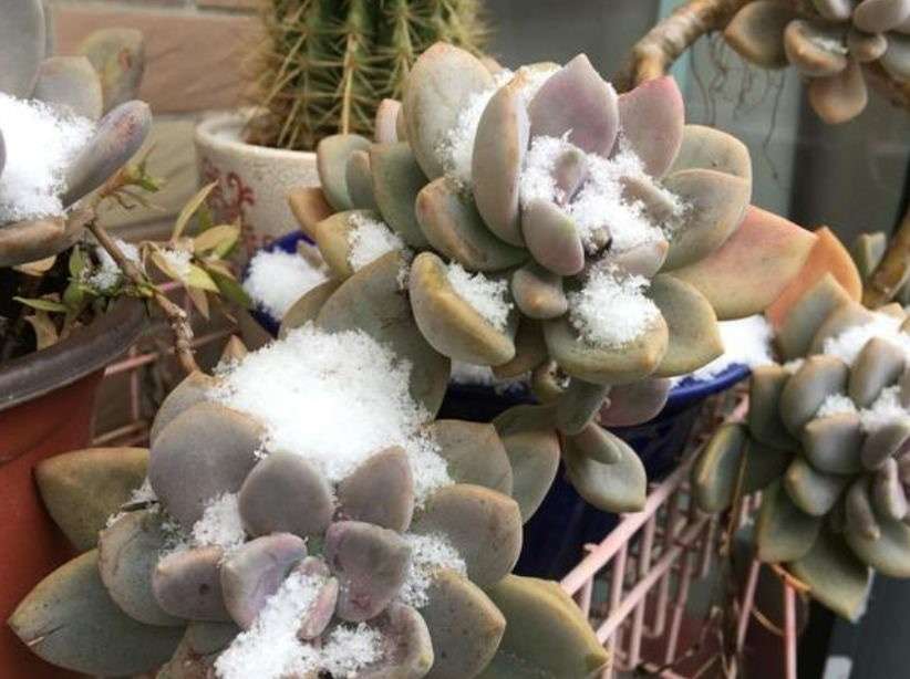 多肉植物冬天 多肉植物冬天