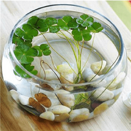水培植物如何增氧 水培植物如何增氧