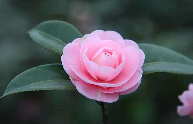 茶花掉叶子是怎么回事？