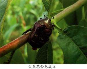 防治油桃虫害白星花金龟子