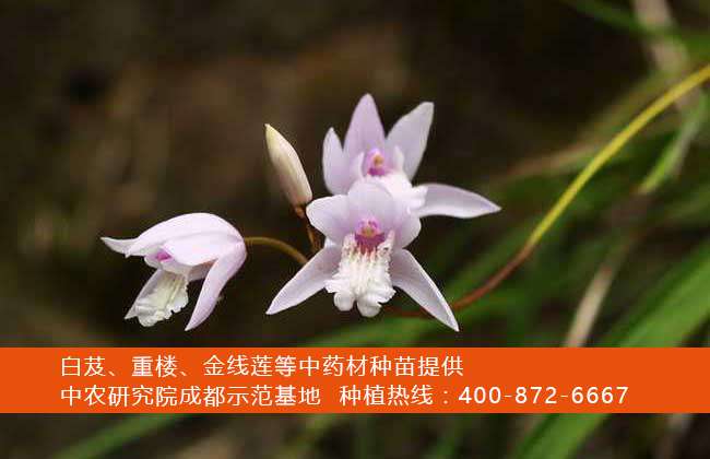 白芨的种植前景