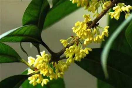 迎春花 迎春花