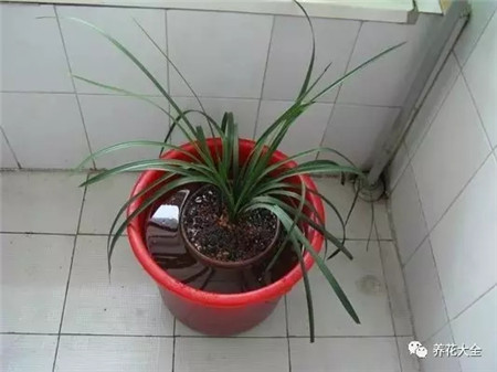 浸盆法 浸盆法