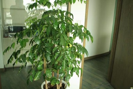 幸福树 幸福树