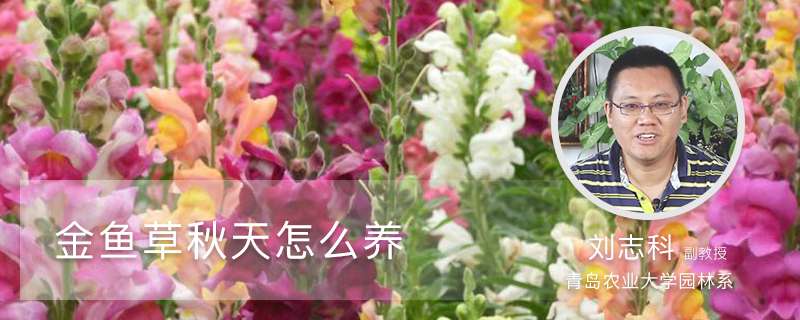 金鱼草秋天怎么养 金鱼草秋天怎么养