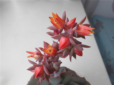 霜之朝的作用:观花 霜之朝的作用:观花