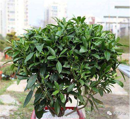 非洲茉莉 非洲茉莉