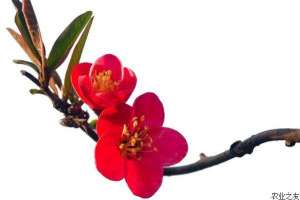 梅花压条繁殖法