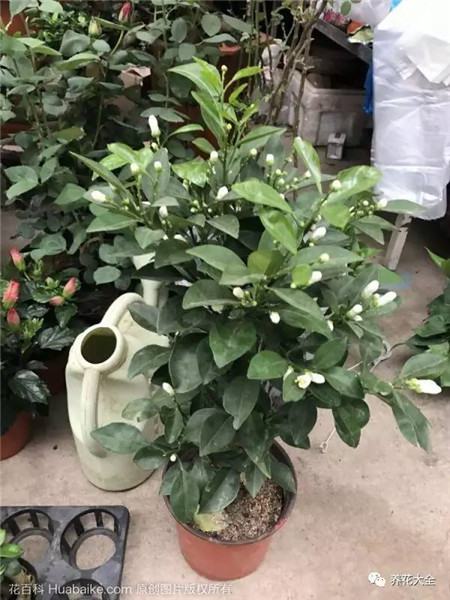 茉莉花 茉莉花
