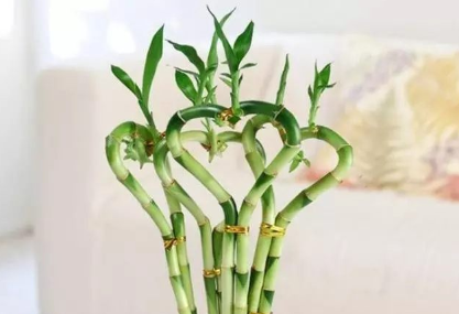 富贵竹 富贵竹