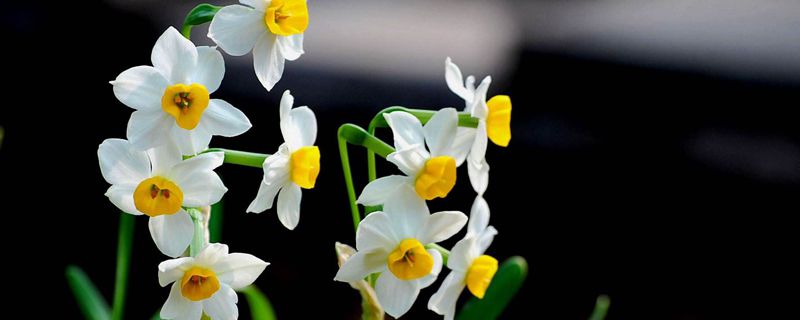 水仙花花语
