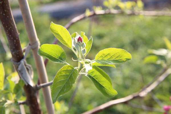 苹果树发芽