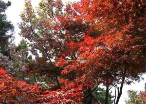 红枫常见虫害防治