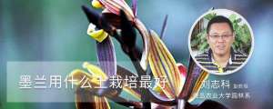 墨兰用什么土栽培最好