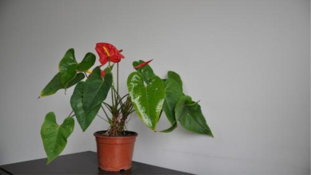 红掌开花小是什么原因 红掌开花小是什么原因