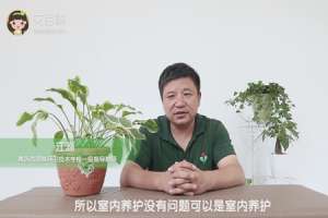 玉簪花可以放室内养吗