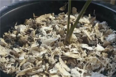 兰花养根 兰花养根