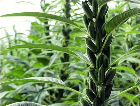 种植黑芝麻要注意什么问题?