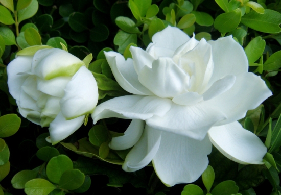 栀子花 栀子花