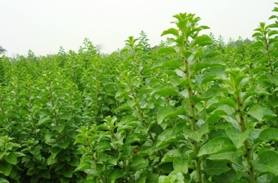 菜用枸杞 菜用枸杞
