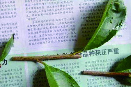 桂花 桂花