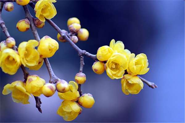 如何使腊梅在元旦开花 如何使腊梅在元旦开花