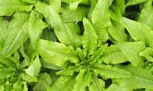 莴苣种植技术：秋冬季莴苣怎么施肥好？