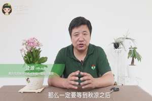长寿花如何快速开花