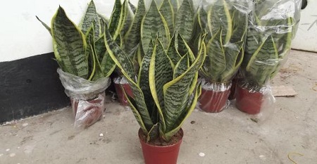 美丽的金边虎皮兰 美丽的金边虎皮兰