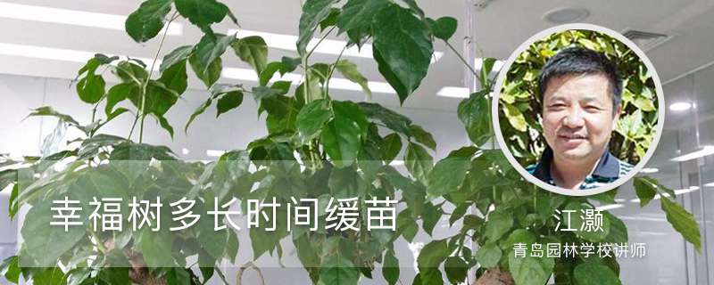 幸福树多长时间缓苗,浇水要浇透吗 幸福树多长时间缓苗,浇水要浇透吗