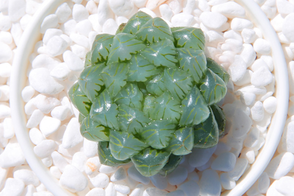 多肉植物的品种介绍,这几个冬型种多肉,现在养正是时候