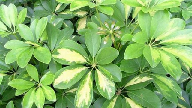 鹅掌柴可以水培吗 鹅掌柴可以水培吗