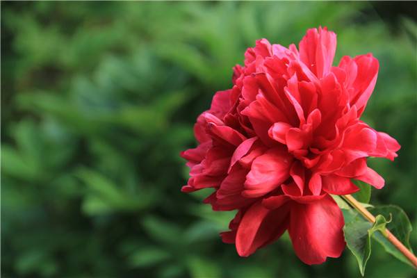 芍药花谢后怎么办 芍药花谢后怎么办