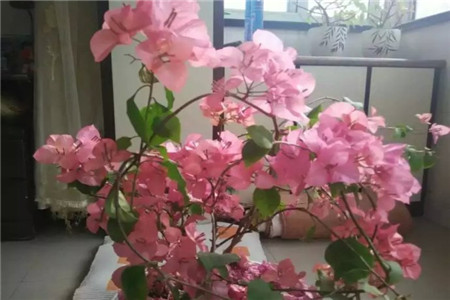 三角梅 三角梅