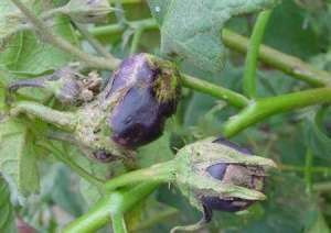 茄子落花落果是什么引起？