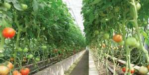 蔬菜叶面喷施微肥要点