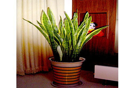 虎皮兰 虎皮兰