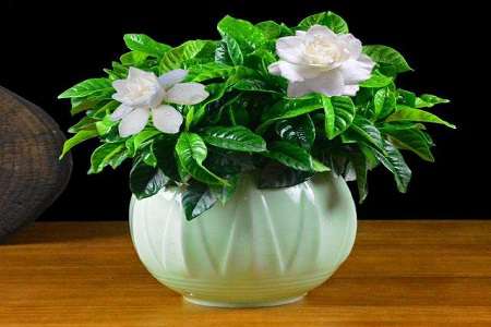 栀子花 栀子花
