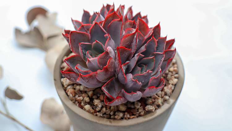 赫拉 Echeveria hera 赫拉 Echeveria hera