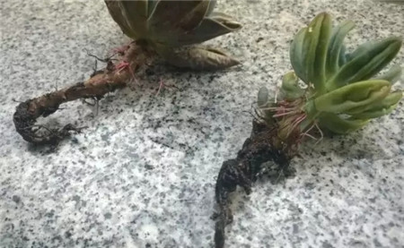 清理烂根 清理烂根
