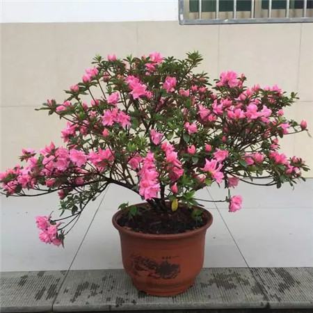杜鹃花 杜鹃花