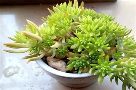 多肉盆里种护盆草 多肉盆里种护盆草