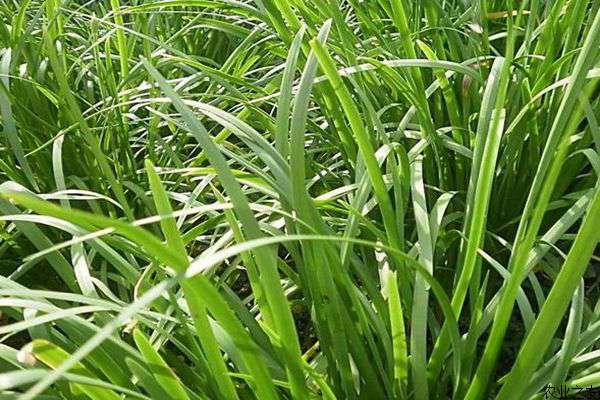 棚室韭菜种植的疫病的防治